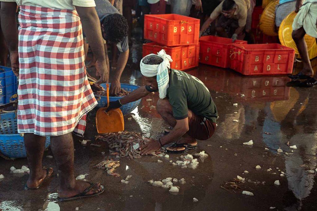 Fishermen working with salt and swear on sorting the prawn