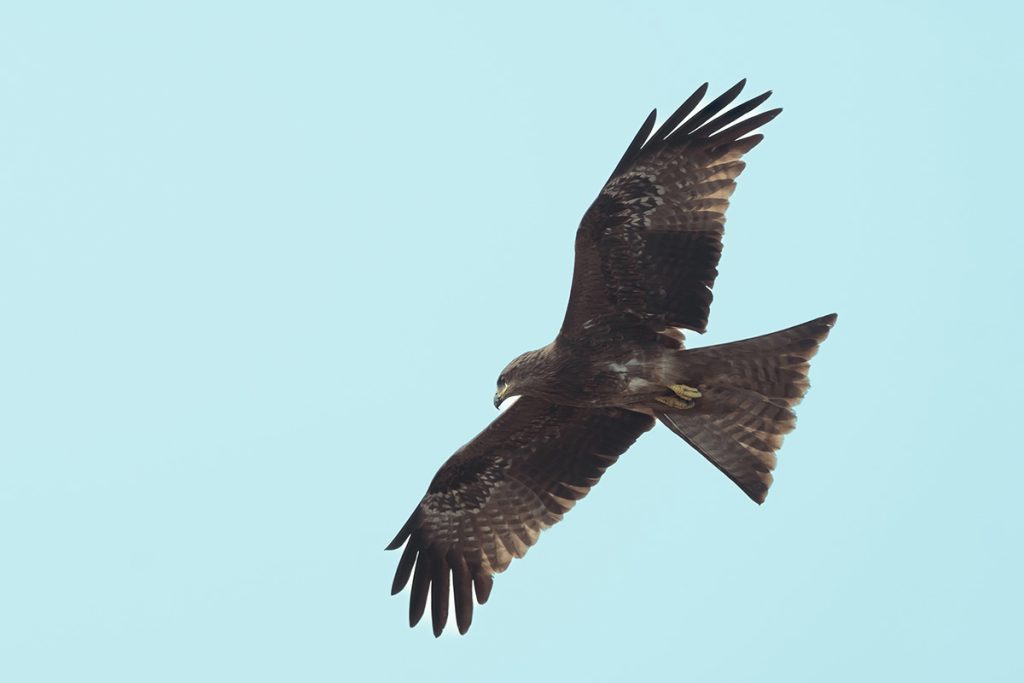 The black kite scanning the downside for fish