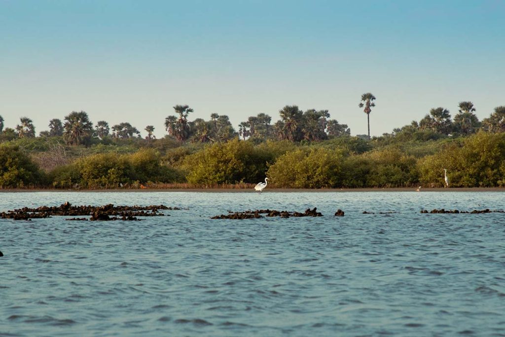 Seaside Grace An egret wades through the shallow waters,