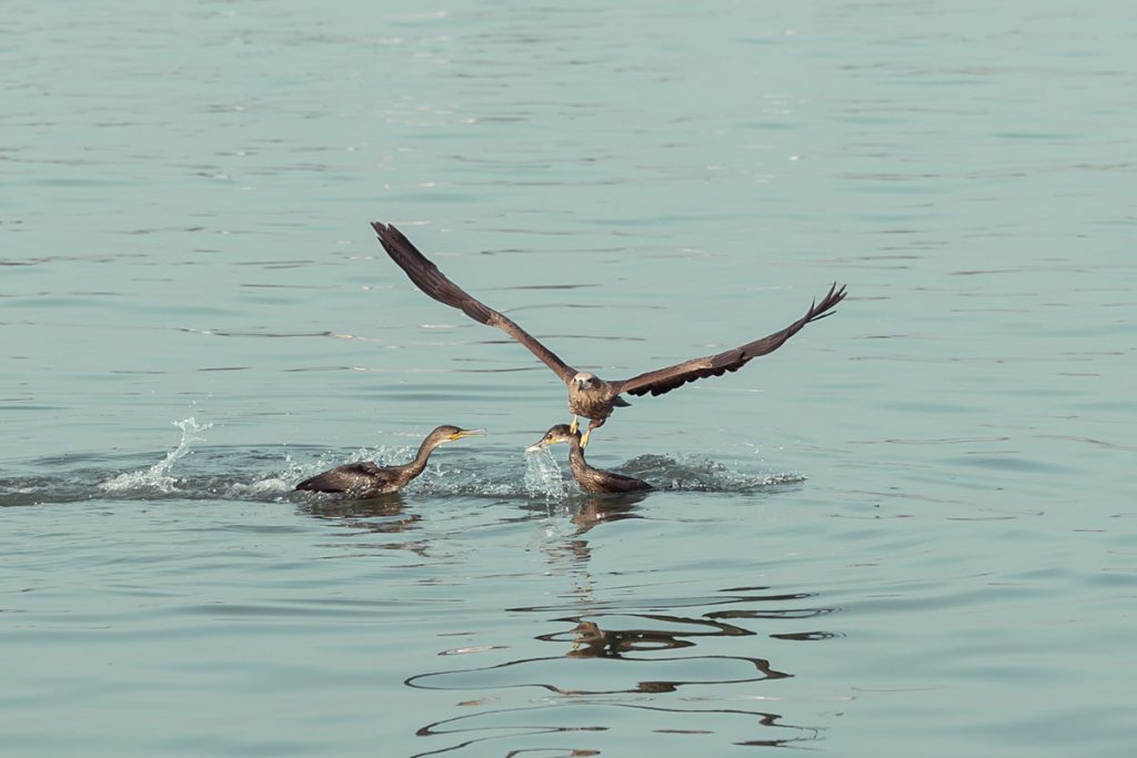 Cormorant secured the fish from the kite.