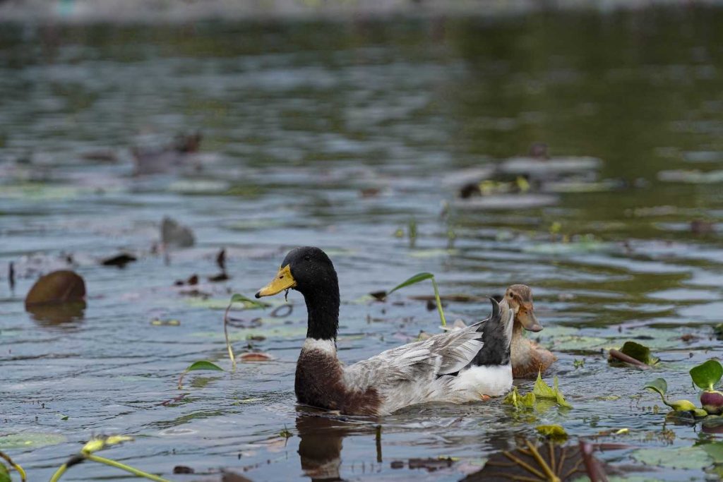 Open Beak - Serene Swim Ducks glide on water.