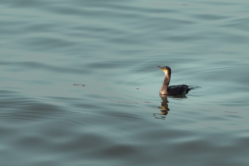 A cormorant’s serenity floating on the water.