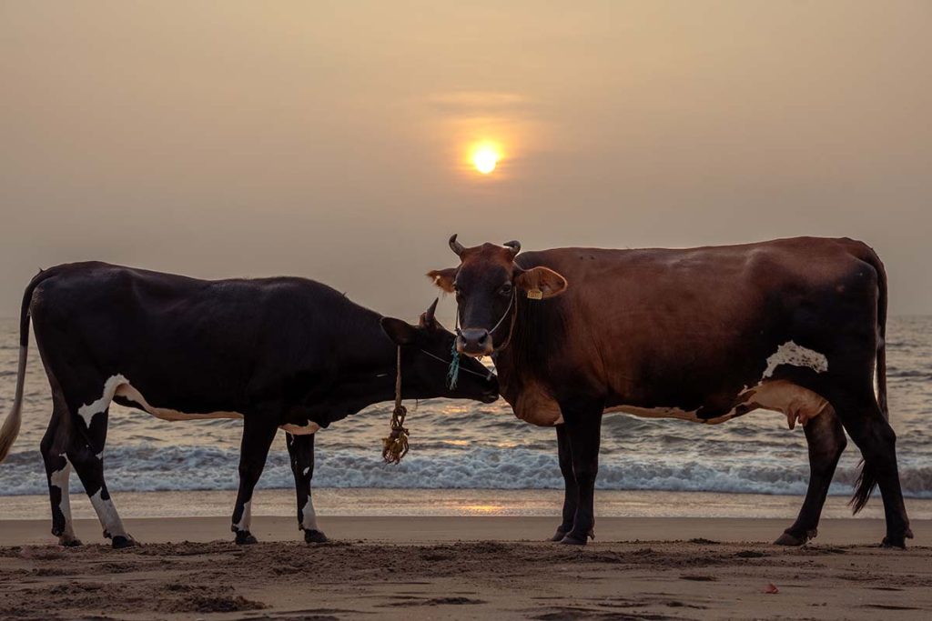 Shoreline grazing of the cows.