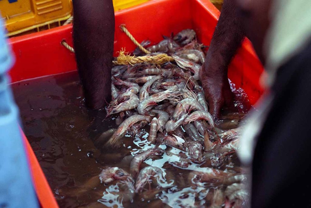 Fishermen sorting shrimp in a basket.