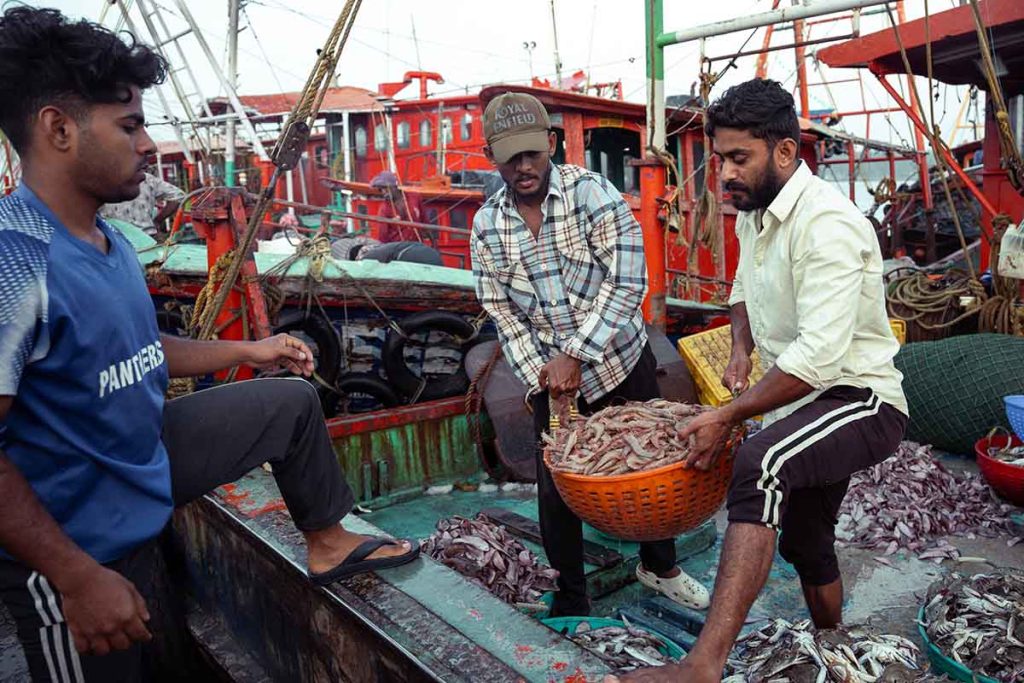 Fishermen transferring the shrimp baskets to another.