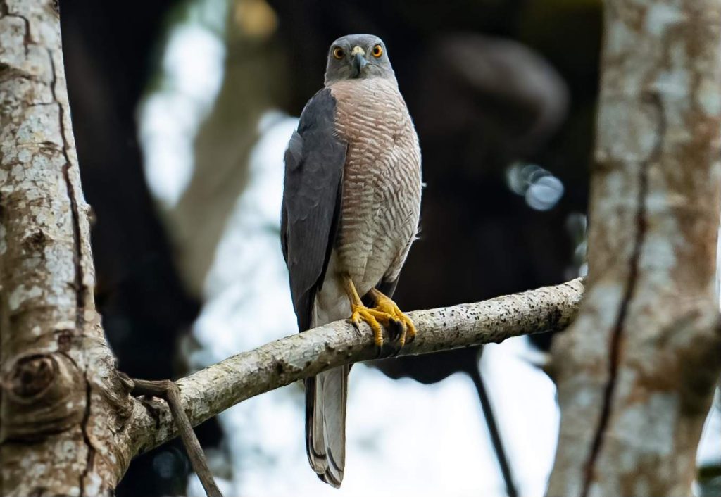 bird sitting on the branch