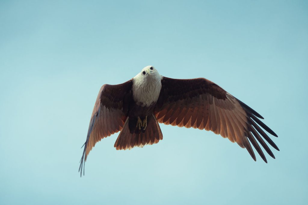 The silent sentinel Brahmin kite scanning the place and flying around.