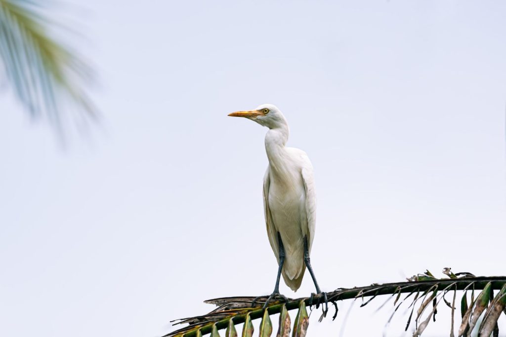 a bird with energy vibe