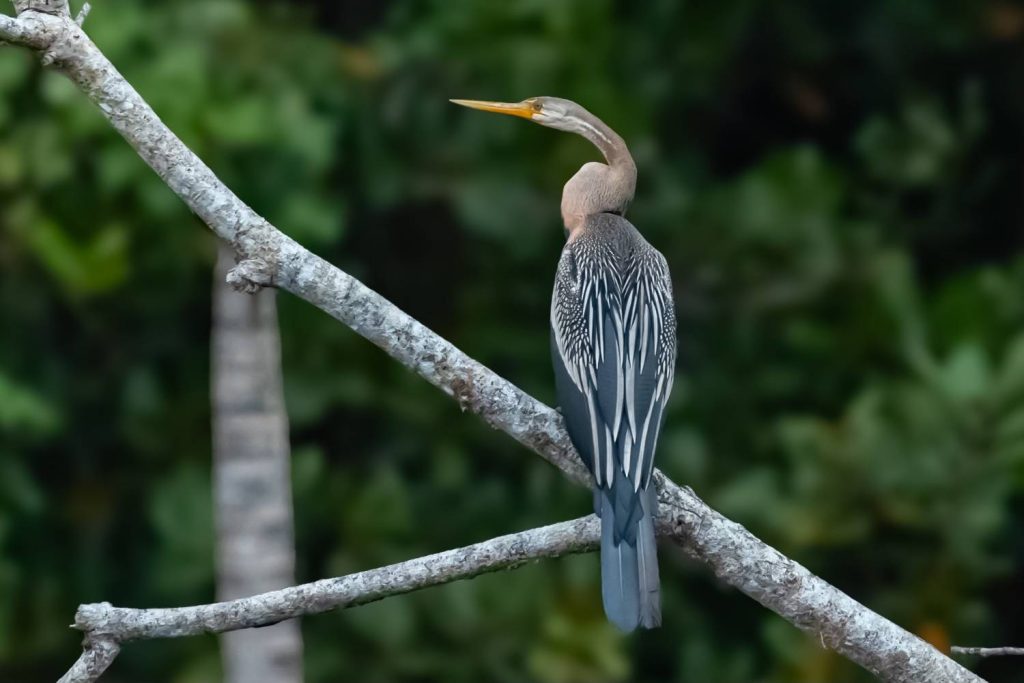 a bird with a silence peak