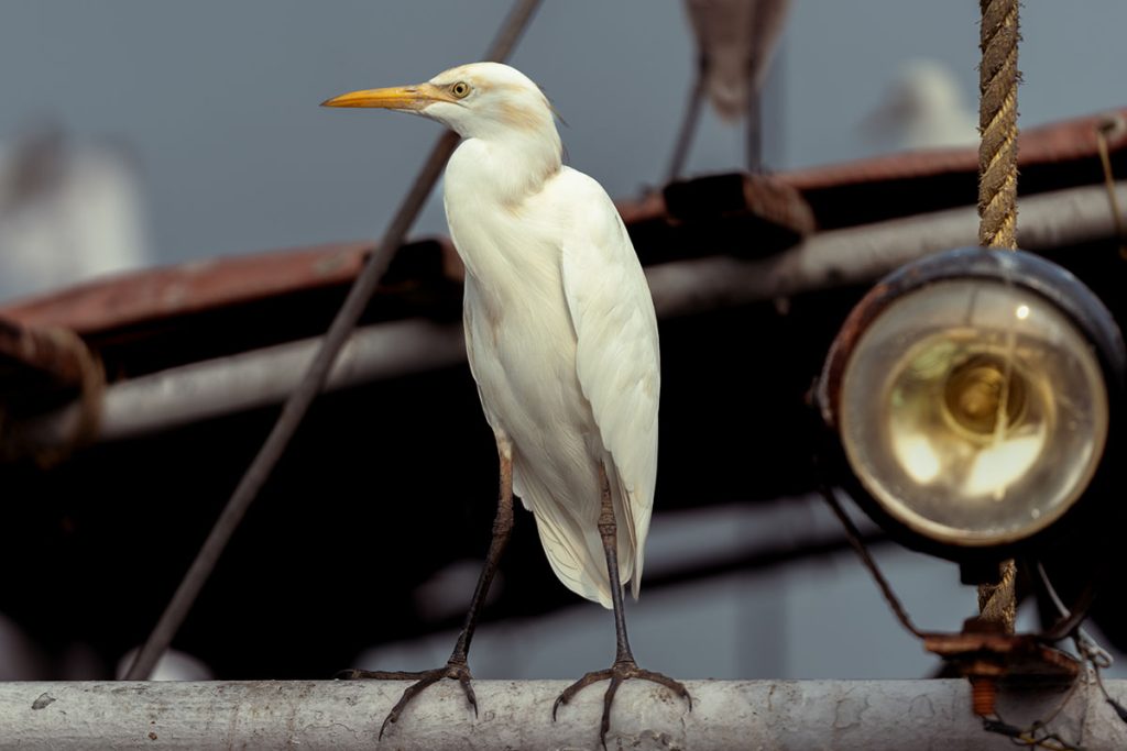 
An egret silently watching from on top of a boat.
