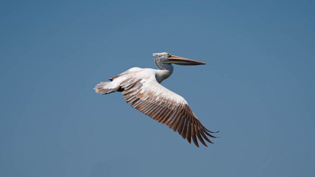 Sky Glide Pelican soaring with grace.