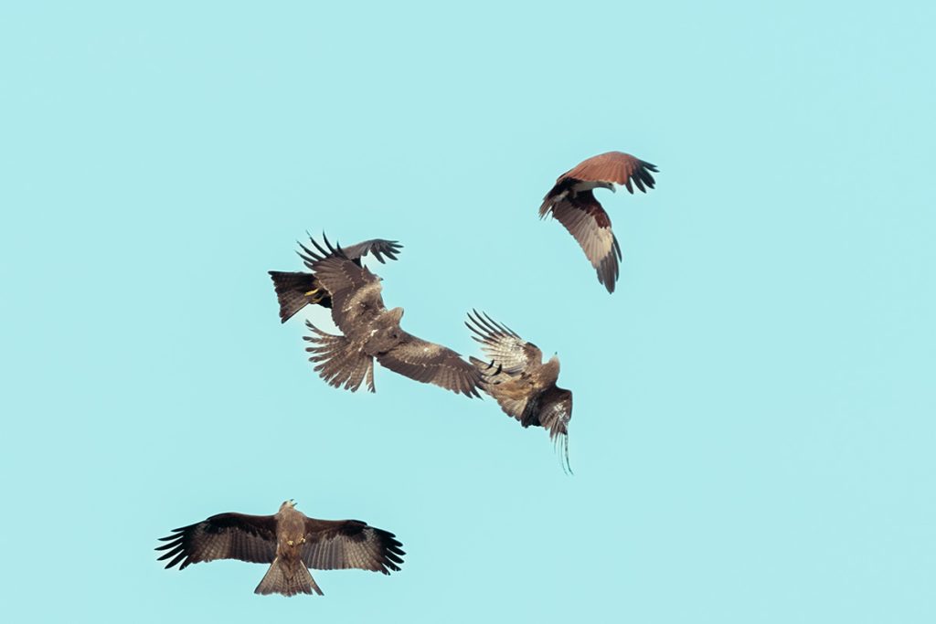 Black kites sky rivals the Brahmin kite from the sky.