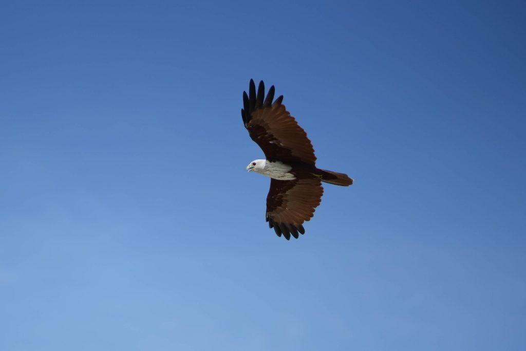 Sky Soar A bird glides through the sky.