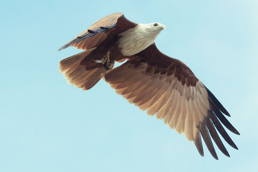 The kite soaring through the sky.