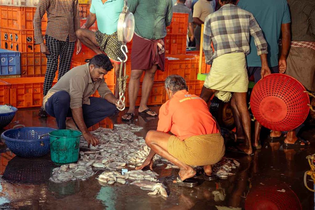 Sorting and selecting the fish.