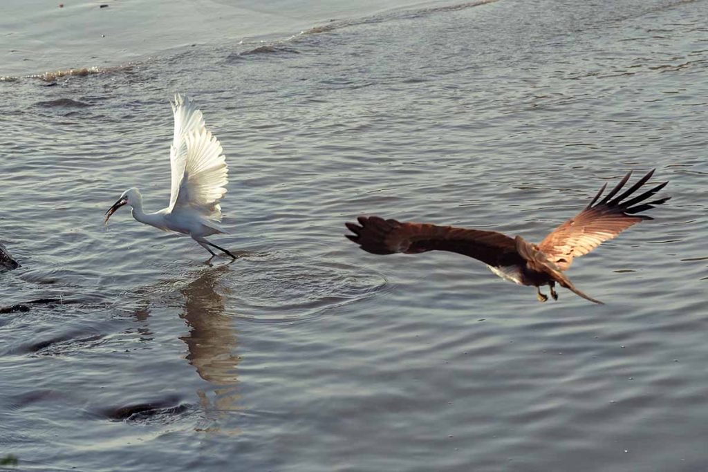 A kite flying towards the egret to stole the moment.