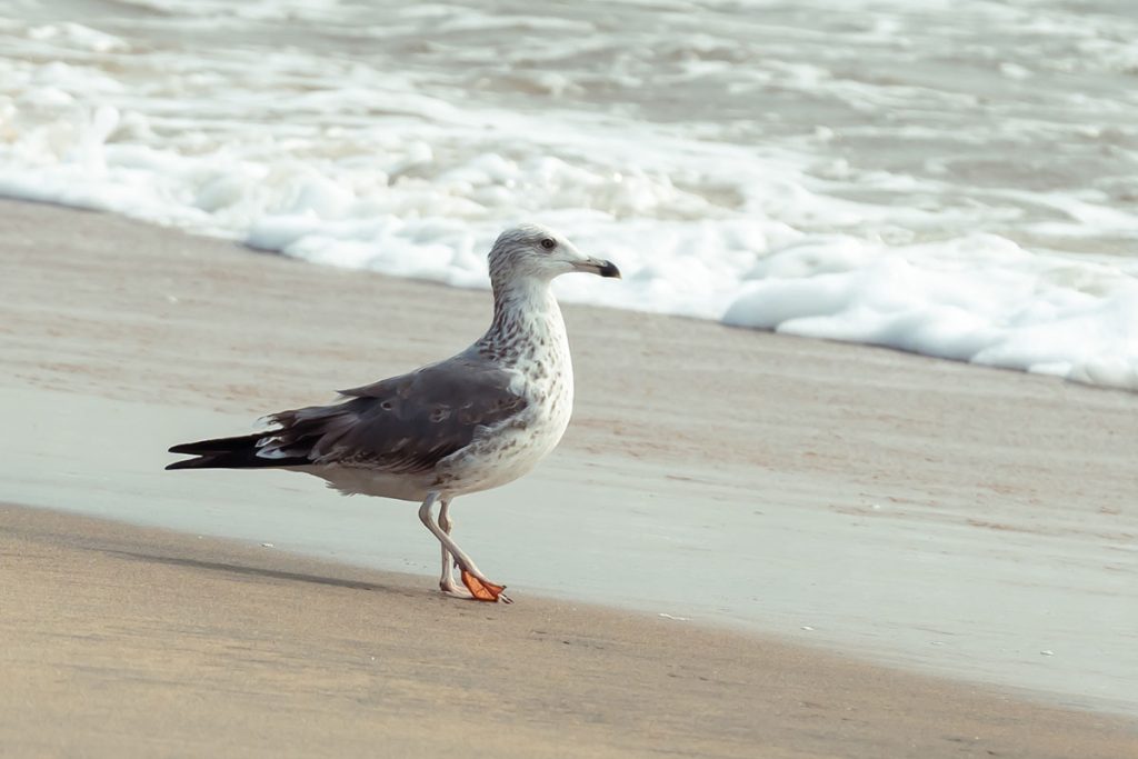 A young seagull strolling through the shoreline.