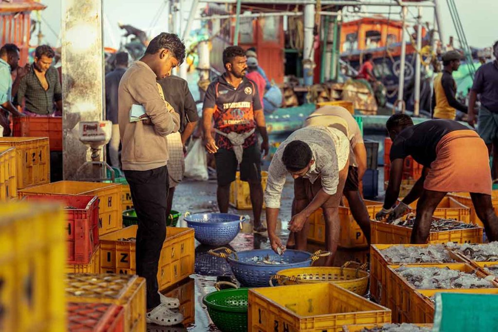 A man supervising the fish in the baskets.