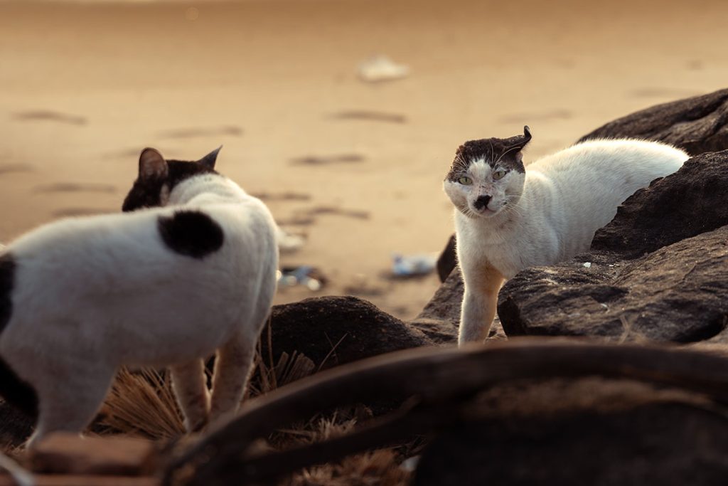 Stray cats looking for food on the beach for survival.