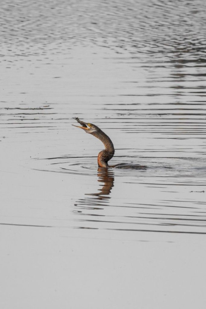 Winged CompanionsOriental Darter and Asian Openbill with reflections in water.