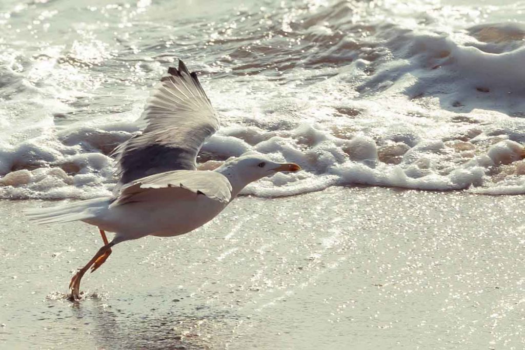 The seagull takes off from the ground with its wings in a straight position.