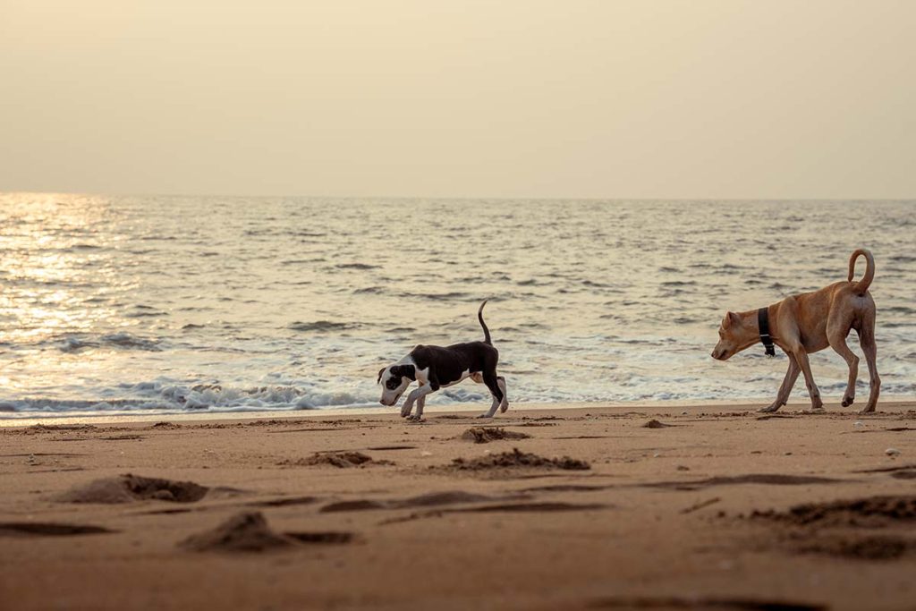 The mother dog running behind its puppy with tenacity.