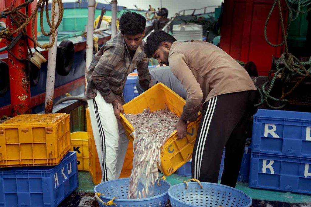 Freshly caught catch flowing into baskets