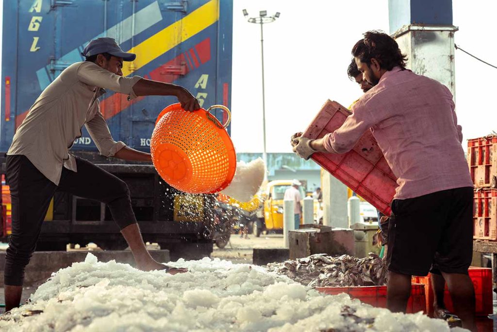 The throw of ice by workers into the basket of fish.