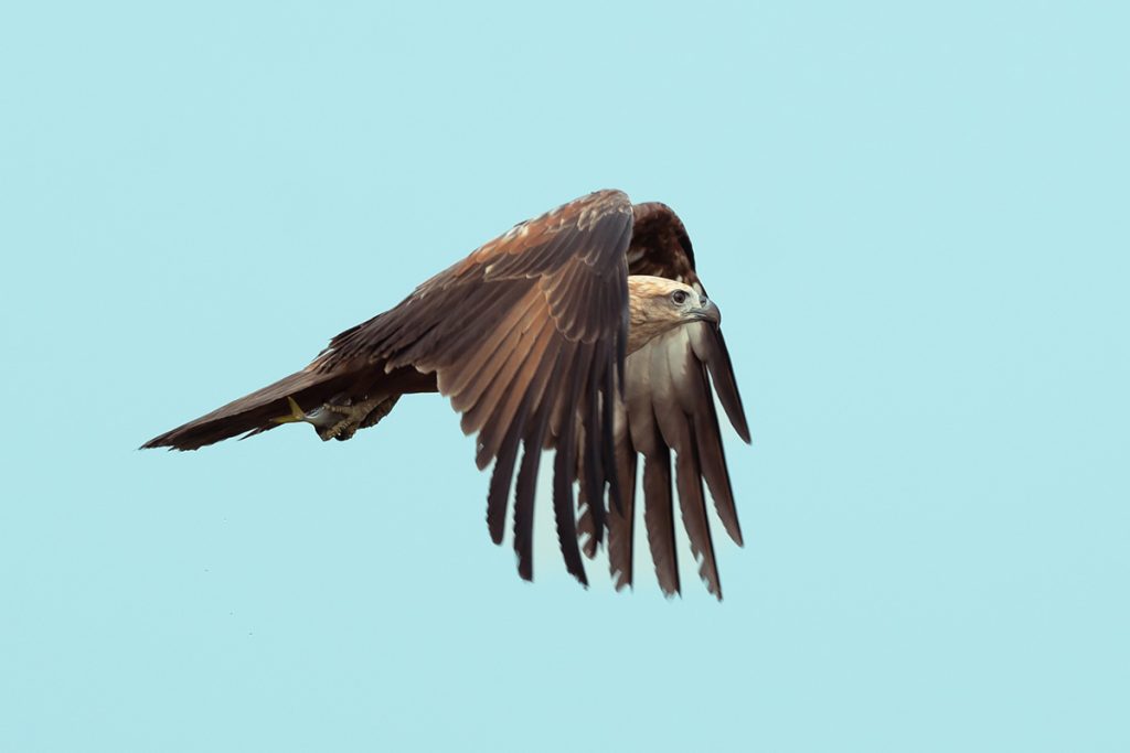 The young thief juvenile kite escapes with the fish.