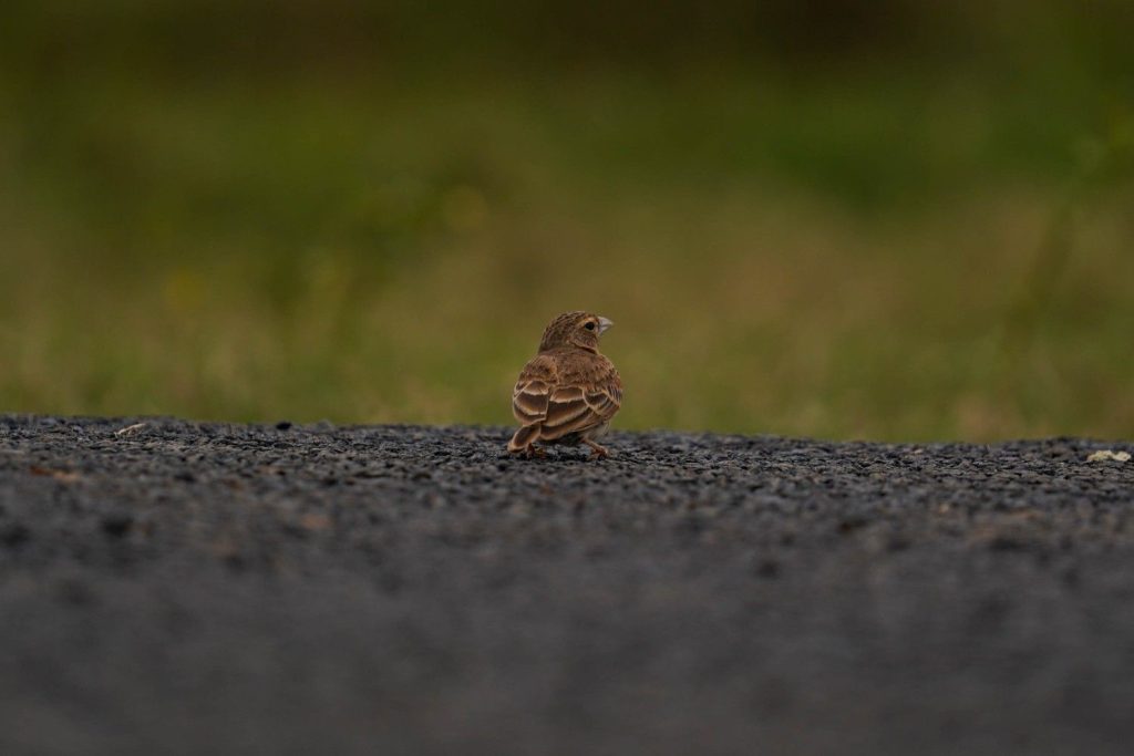 Tiny Wanderer Bird on gravel road.