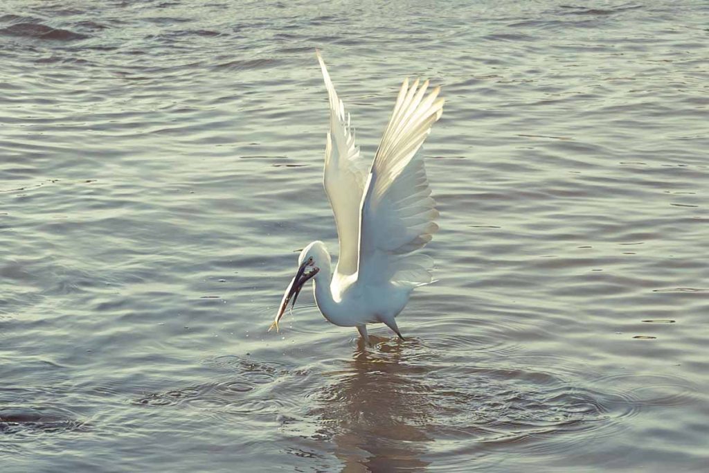 Egret’s triumph on catching a fish.