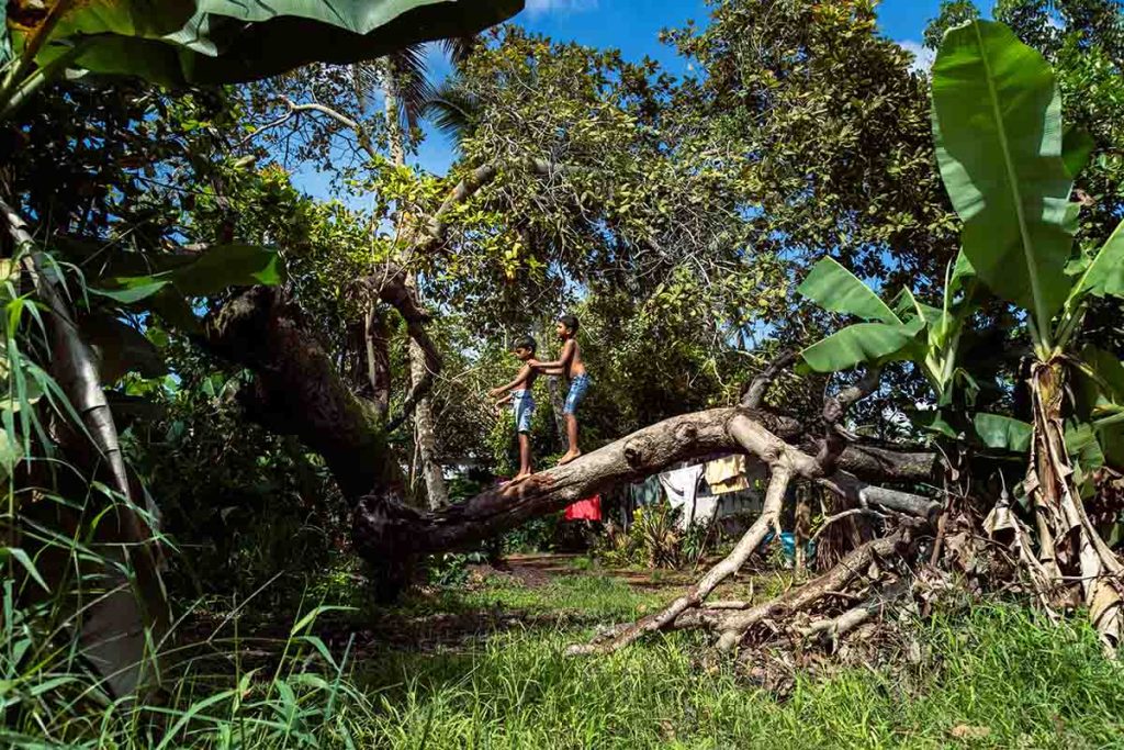 Trust Walk Two barefoot boys balancing on a curved tree