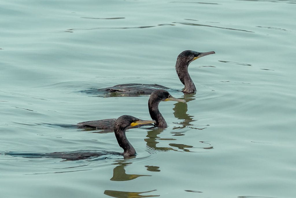 Three Cormorants gliding on water with unity .