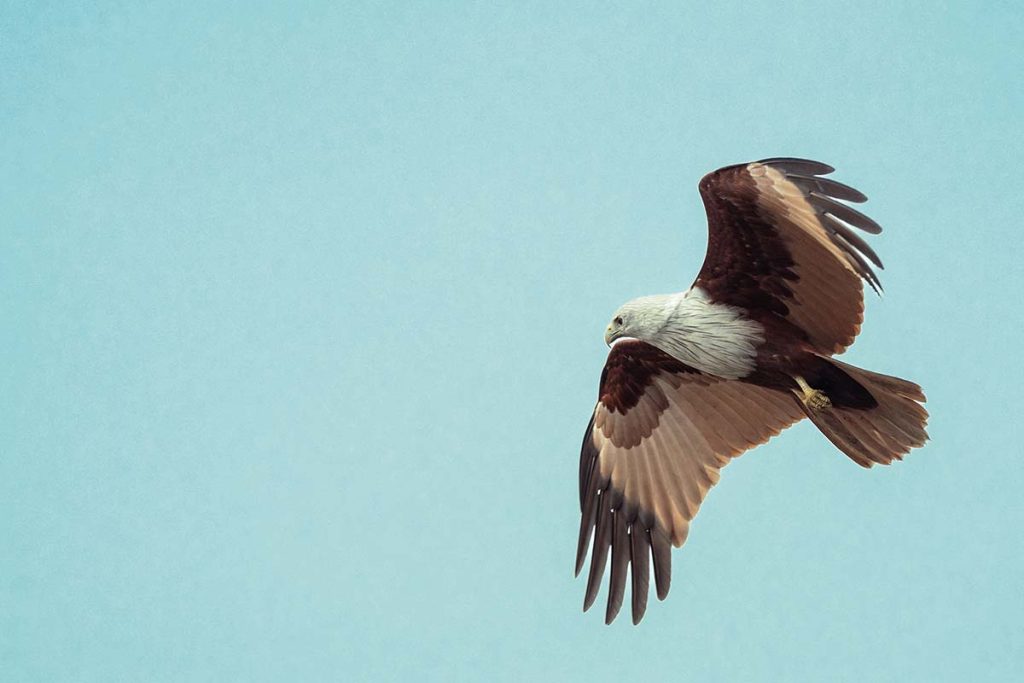 A brahmin kite vigilantly scanning and flying around.