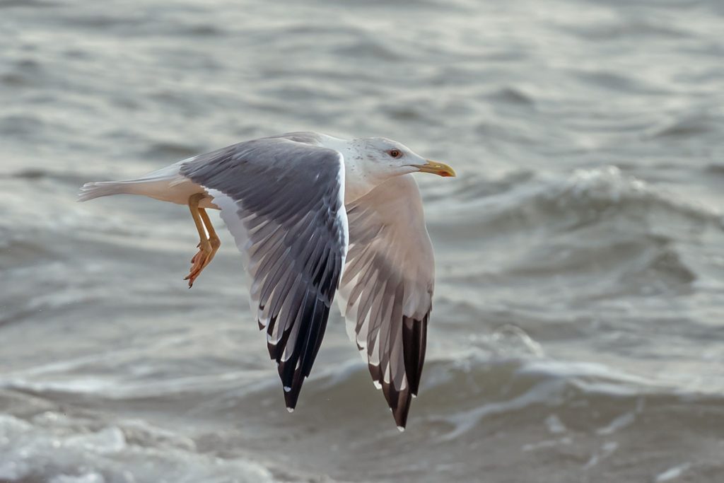 The wingbeat rhythm of the seagull as it flaps its wings in steady beats.