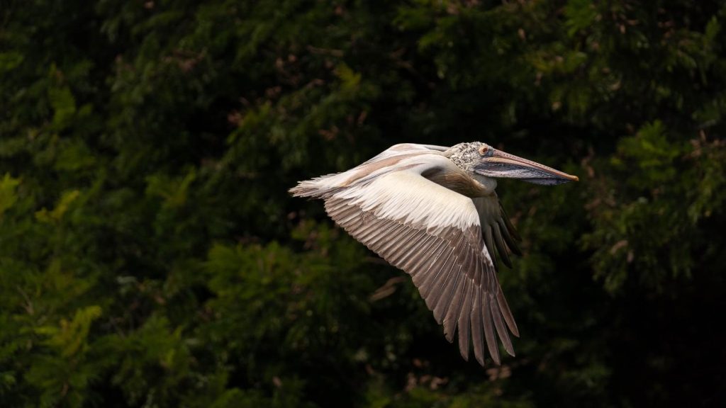 Winged Beauty Pelican gliding in air.