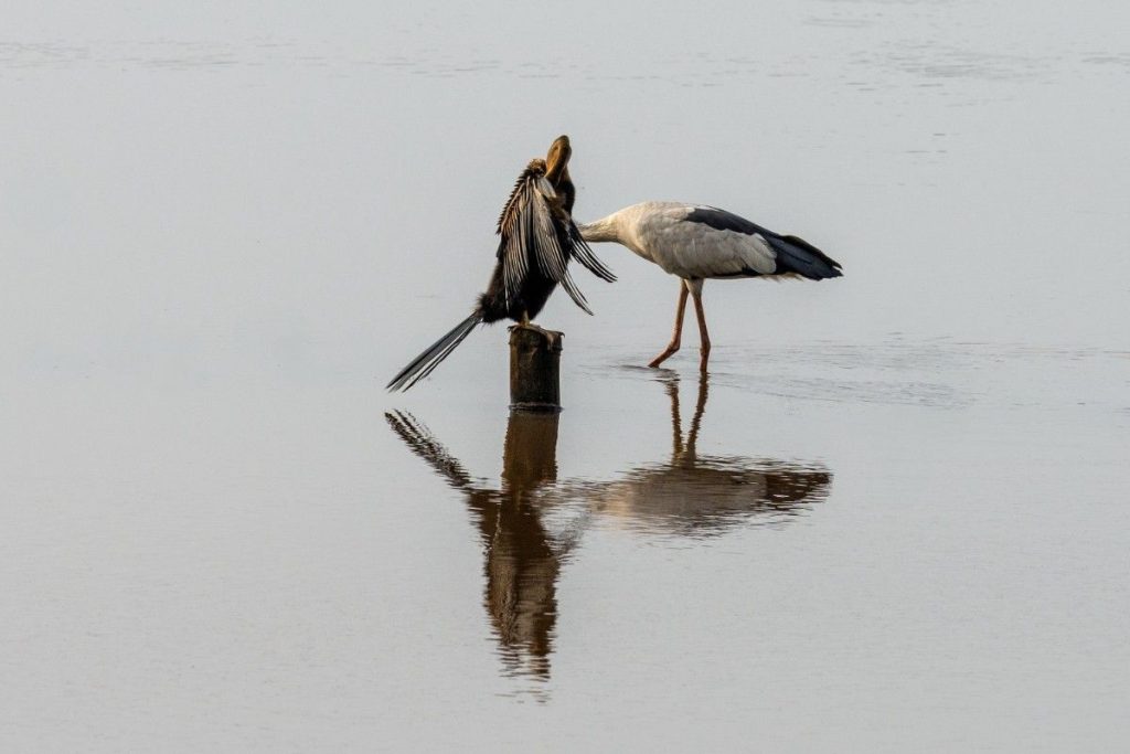 Winged Companions Oriental Darter and Asian Openbill with reflections in water.