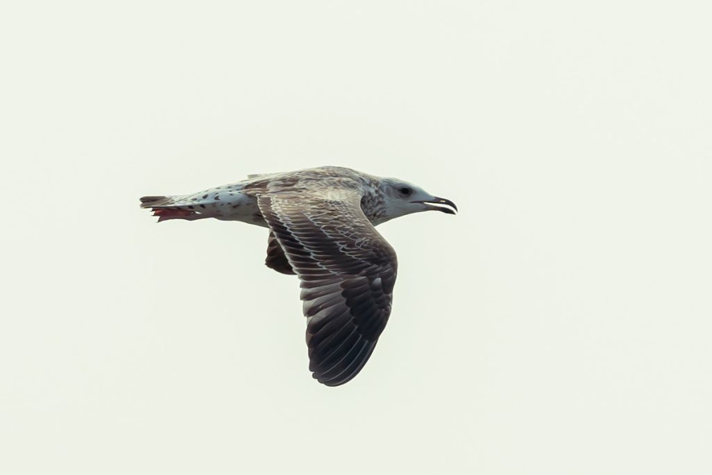 The seagull flying over the beach becomes a young flyer.