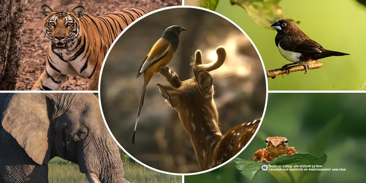 Specialisation in Wildlife Photography and Filmmaking under PDAP