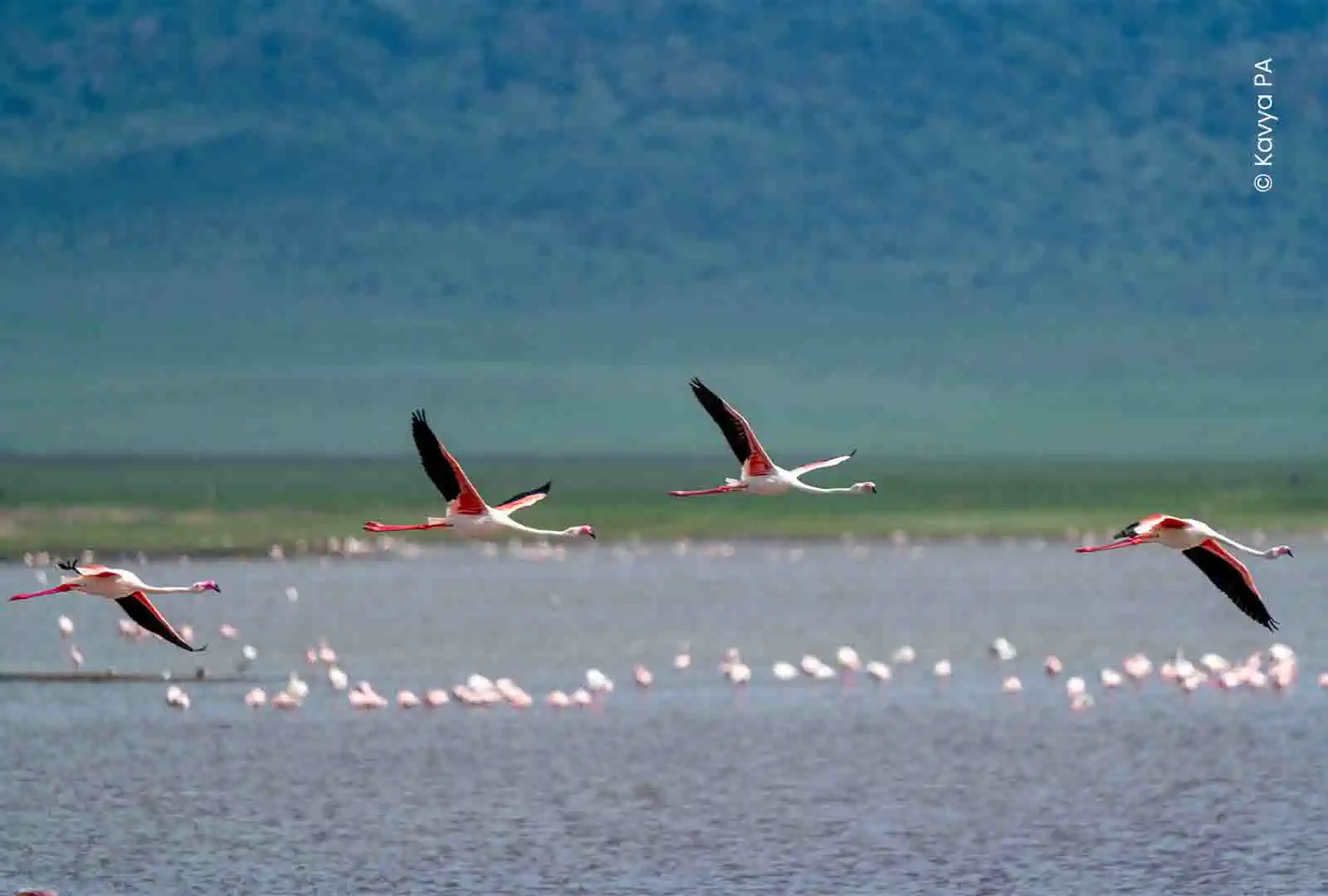 Wildlife photography student work by Kavya PA, Creative Hut Academy