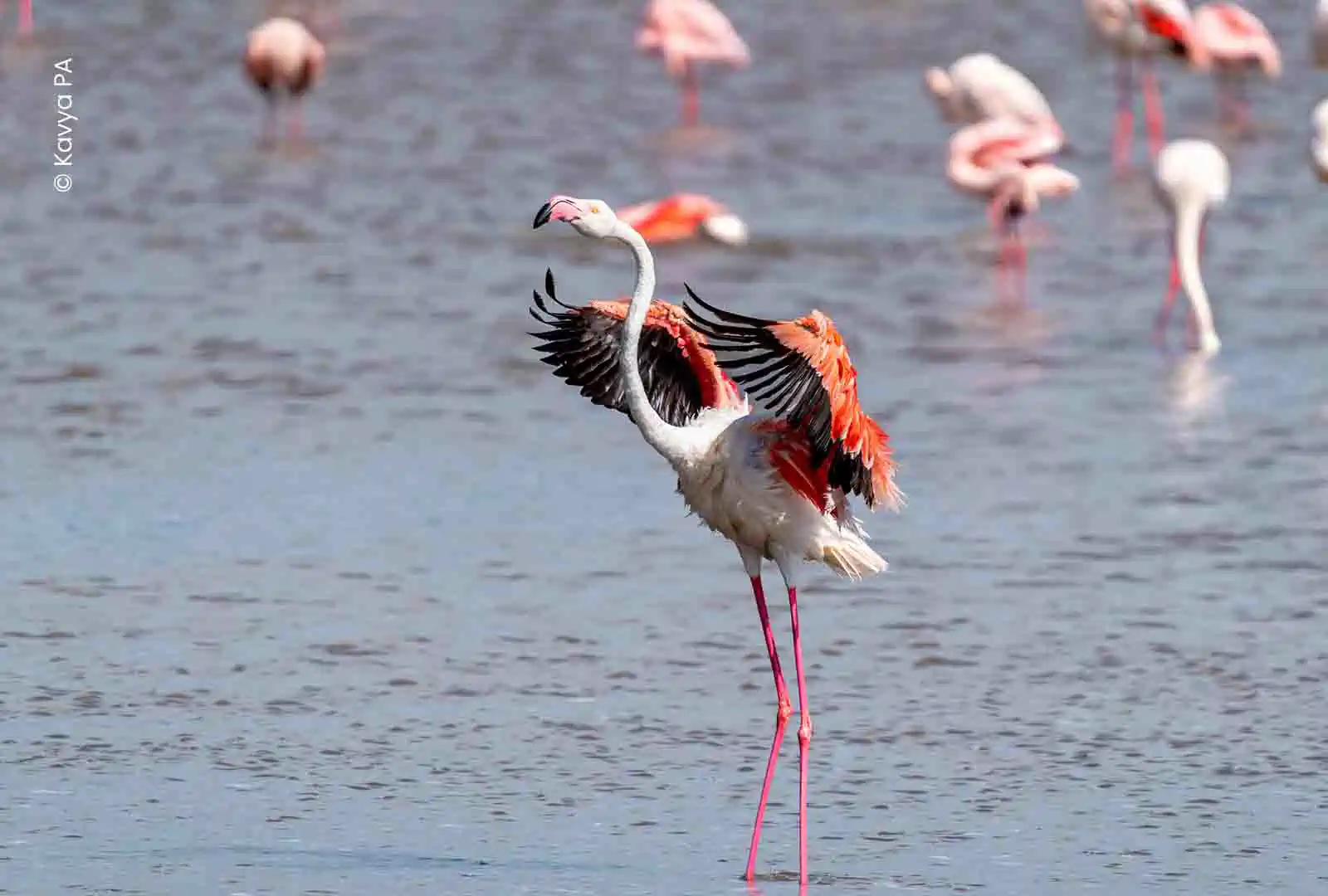 Birds photography student work by Kavya PA, Creative Hut Academy
