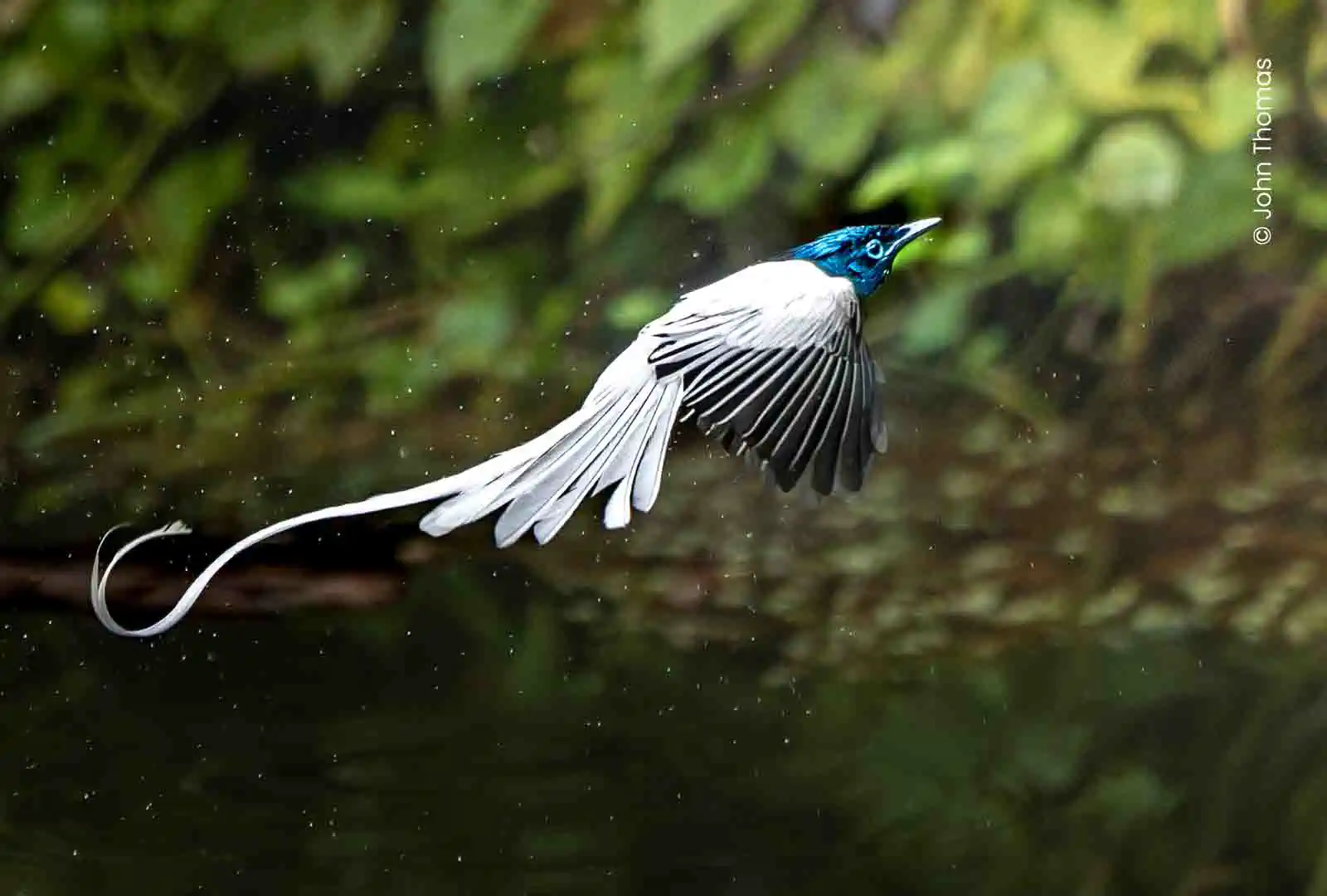 Birds photography student work by John Thomas, Creative Hut Academy
