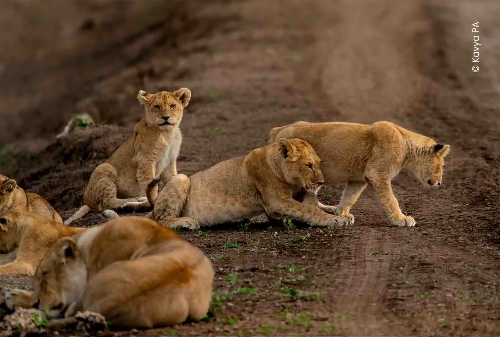 Wildlife photography student work by Kavya PA, Creative Hut Academy