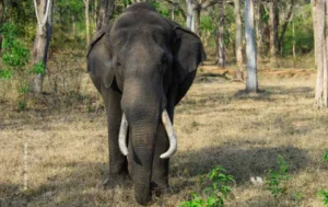 Asian elephant tusker standing in forest, wildlife photograph by Aman John Thomas, Creative Hut Academy student