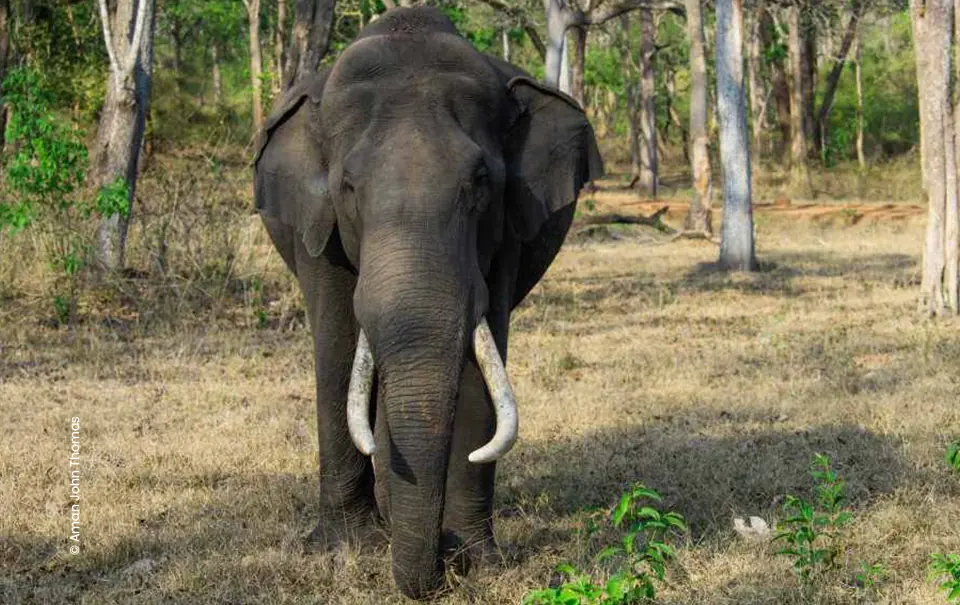 Asian elephant tusker standing in forest, wildlife photograph by Aman John Thomas, Creative Hut Academy