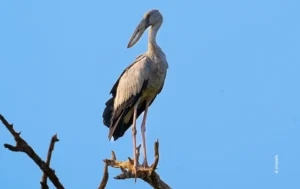 Asian openbill stork perched on branch against blue sky, wildlife photograph by Vineeth, Creative Hut Academy student