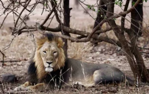 Asiatic lion resting under thorn trees, wildlife photograph by Aswin K, Creative Hut Academy student
