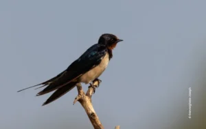 Barn swallow perched on bare branch, wildlife photograph by Geevarghese Joseph, Creative Hut Academy student
