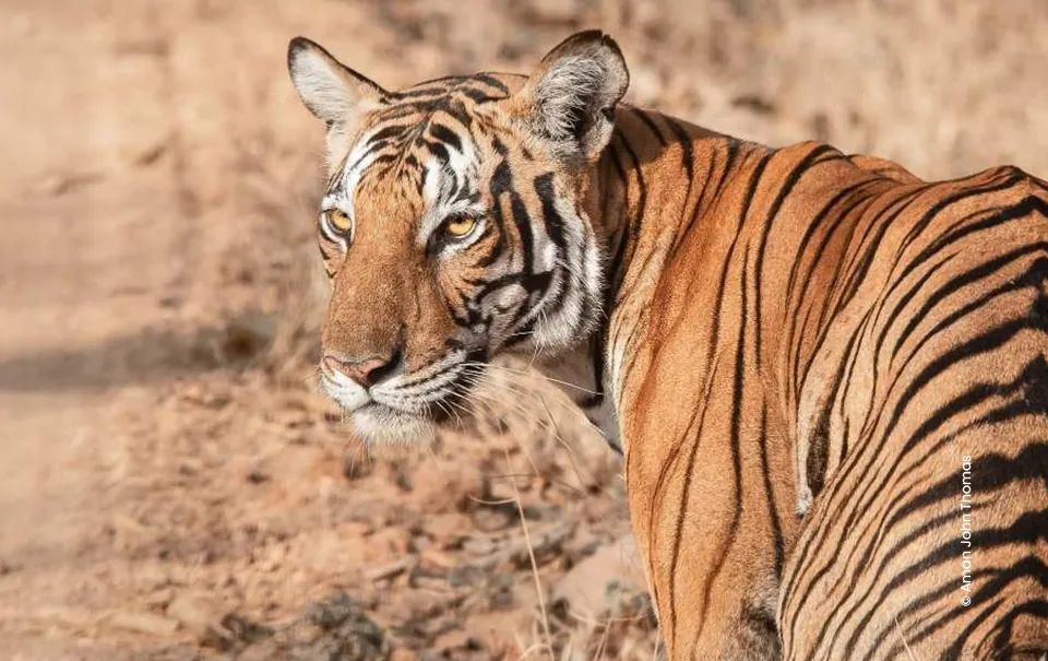 Bengal tiger looking back close portrait, wildlife photograph by Aman John Thomas, Creative Hut Academy