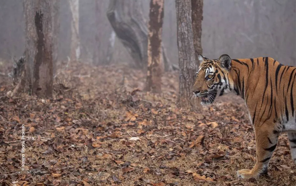 Bengal tiger walking in misty teak forest, wildlife photograph by Kasina Bhanu Prakash, Creative Hut Academy